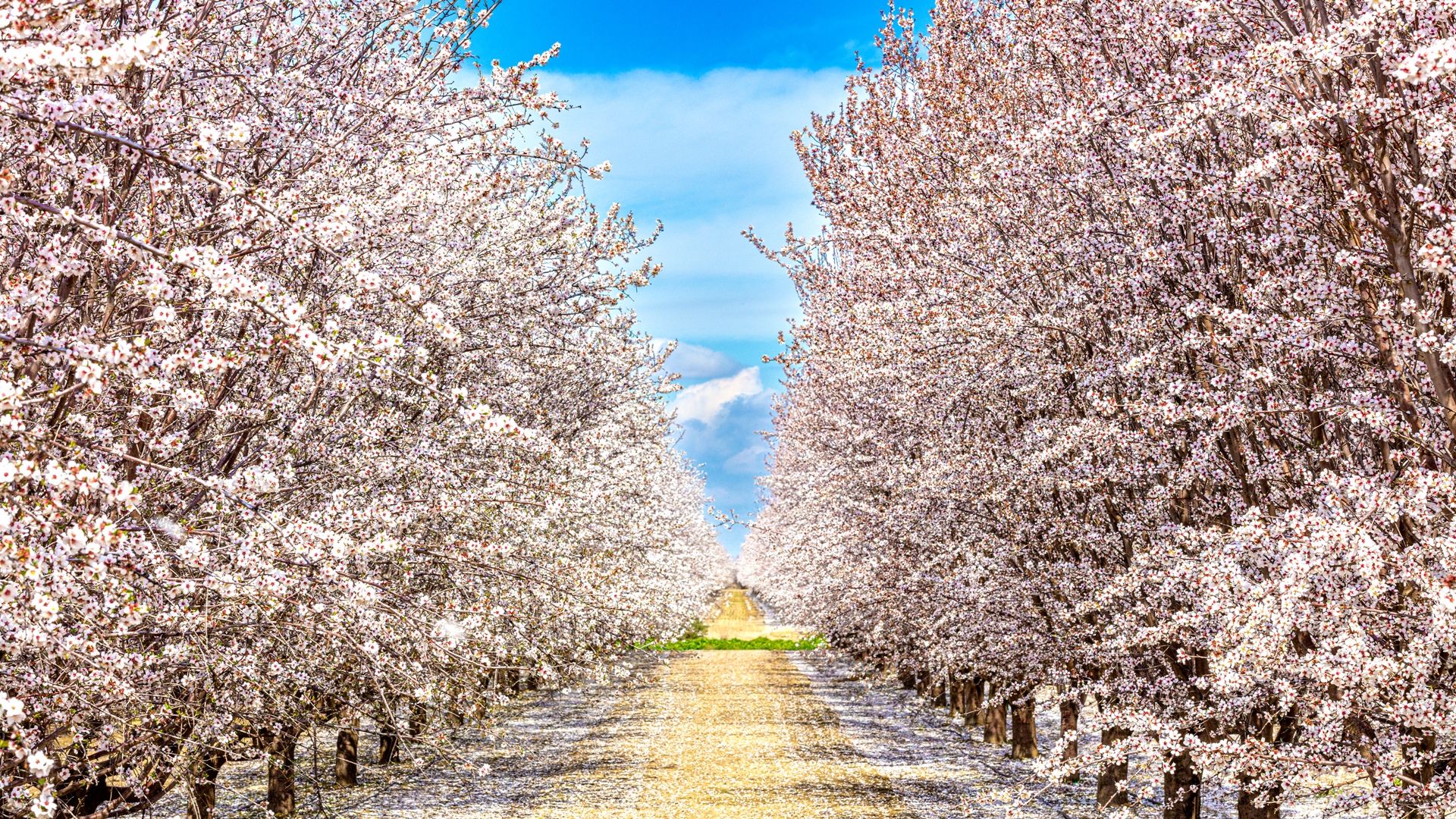 Spring